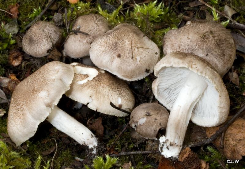 Tricholoma striatum